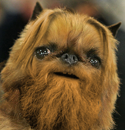 dog breadley?
